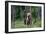 She-Bear and Cubs.-USO-Framed Photographic Print