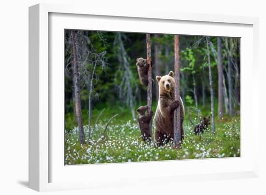 She-Bear and Cubs.-USO-Framed Photographic Print