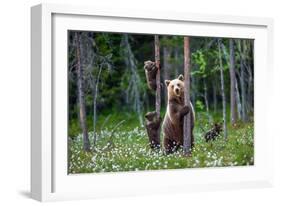 She-Bear and Cubs.-USO-Framed Photographic Print