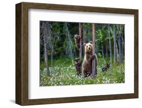 She-Bear and Cubs.-USO-Framed Photographic Print