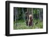 She-Bear and Cubs.-USO-Framed Photographic Print