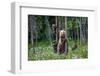 She-Bear and Cubs.-USO-Framed Photographic Print