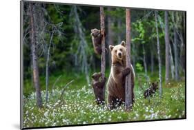 She-Bear and Cubs.-USO-Mounted Photographic Print