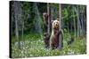 She-Bear and Cubs.-USO-Stretched Canvas