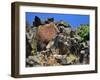 She Who Watches, Tsagaglalal Petroglyph, Washington, USA-Jaynes Gallery-Framed Premium Photographic Print