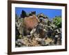 She Who Watches, Tsagaglalal Petroglyph, Washington, USA-Jaynes Gallery-Framed Photographic Print