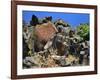 She Who Watches, Tsagaglalal Petroglyph, Washington, USA-Jaynes Gallery-Framed Photographic Print