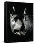 She-Wolf Sucklimg Romulus and Remus-null-Framed Stretched Canvas