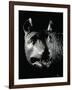 She-Wolf Sucklimg Romulus and Remus-null-Framed Giclee Print
