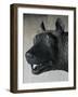 She-Wolf Suckling Romulus and Remus (Mythical Founders of Rome)-null-Framed Giclee Print