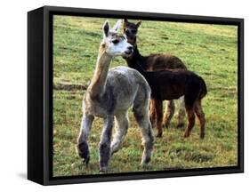 Sheared Alpacas Look Around Their Field August17, 2003, in Sandpoint, Idaho-Jay Cohn-Framed Stretched Canvas