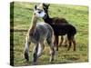 Sheared Alpacas Look Around Their Field August17, 2003, in Sandpoint, Idaho-Jay Cohn-Stretched Canvas