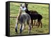 Sheared Alpacas Look Around Their Field August17, 2003, in Sandpoint, Idaho-Jay Cohn-Framed Stretched Canvas