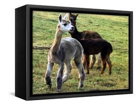 Sheared Alpacas Look Around Their Field August17, 2003, in Sandpoint, Idaho-Jay Cohn-Framed Stretched Canvas