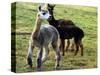 Sheared Alpacas Look Around Their Field August17, 2003, in Sandpoint, Idaho-Jay Cohn-Stretched Canvas