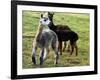 Sheared Alpacas Look Around Their Field August17, 2003, in Sandpoint, Idaho-Jay Cohn-Framed Photographic Print