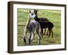 Sheared Alpacas Look Around Their Field August17, 2003, in Sandpoint, Idaho-Jay Cohn-Framed Photographic Print