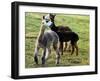 Sheared Alpacas Look Around Their Field August17, 2003, in Sandpoint, Idaho-Jay Cohn-Framed Photographic Print