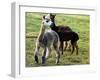 Sheared Alpacas Look Around Their Field August17, 2003, in Sandpoint, Idaho-Jay Cohn-Framed Photographic Print