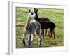 Sheared Alpacas Look Around Their Field August17, 2003, in Sandpoint, Idaho-Jay Cohn-Framed Photographic Print