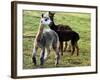 Sheared Alpacas Look Around Their Field August17, 2003, in Sandpoint, Idaho-Jay Cohn-Framed Photographic Print