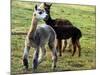 Sheared Alpacas Look Around Their Field August17, 2003, in Sandpoint, Idaho-Jay Cohn-Mounted Photographic Print