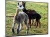 Sheared Alpacas Look Around Their Field August17, 2003, in Sandpoint, Idaho-Jay Cohn-Mounted Photographic Print