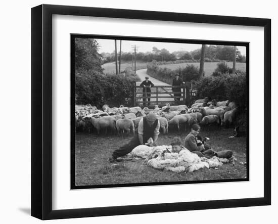 Shearing Sheep, Wales-Henry Grant-Framed Premium Photographic Print