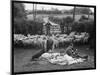 Shearing Sheep, Wales-Henry Grant-Mounted Premium Photographic Print