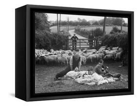 Shearing Sheep, Wales-Henry Grant-Framed Stretched Canvas