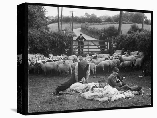 Shearing Sheep, Wales-Henry Grant-Stretched Canvas