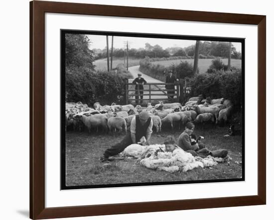 Shearing Sheep, Wales-Henry Grant-Framed Photographic Print