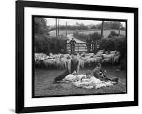 Shearing Sheep, Wales-Henry Grant-Framed Photographic Print