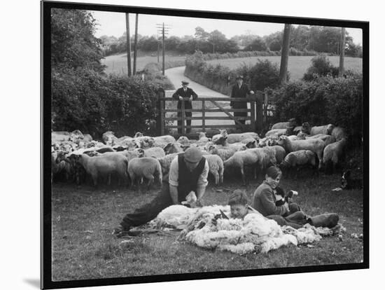 Shearing Sheep, Wales-Henry Grant-Mounted Photographic Print