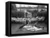 Shearing Sheep, Wales-Henry Grant-Framed Stretched Canvas