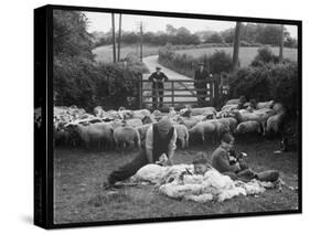 Shearing Sheep, Wales-Henry Grant-Stretched Canvas