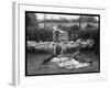 Shearing Sheep, Wales-Henry Grant-Framed Photographic Print