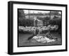 Shearing Sheep, Wales-Henry Grant-Framed Photographic Print