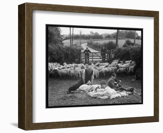 Shearing Sheep, Wales-Henry Grant-Framed Photographic Print