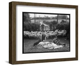 Shearing Sheep, Wales-Henry Grant-Framed Photographic Print