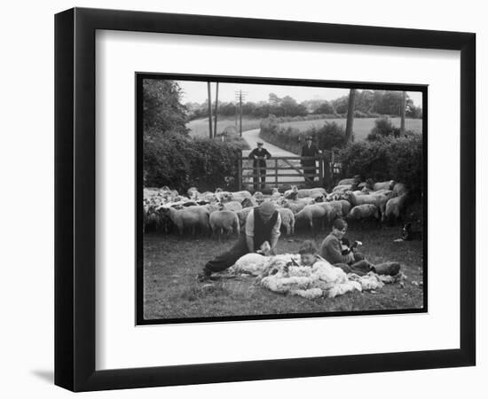 Shearing Sheep, Wales-Henry Grant-Framed Photographic Print