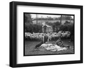 Shearing Sheep, Wales-Henry Grant-Framed Photographic Print