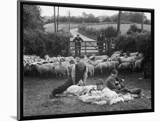 Shearing Sheep, Wales-Henry Grant-Mounted Photographic Print