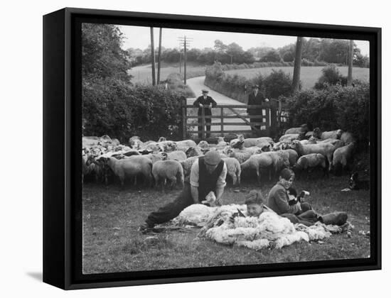 Shearing Sheep, Wales-Henry Grant-Framed Stretched Canvas