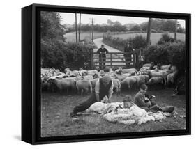 Shearing Sheep, Wales-Henry Grant-Framed Stretched Canvas