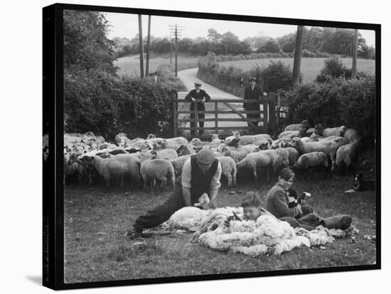 Shearing Sheep, Wales-Henry Grant-Stretched Canvas