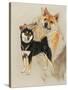 Sheba Inu-Barbara Keith-Stretched Canvas