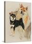 Sheba Inu-Barbara Keith-Stretched Canvas