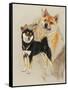 Sheba Inu-Barbara Keith-Framed Stretched Canvas