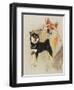 Sheba Inu-Barbara Keith-Framed Giclee Print